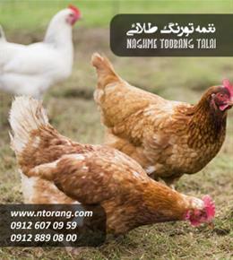 فروش جوجه مرغ محلی 50 روزه